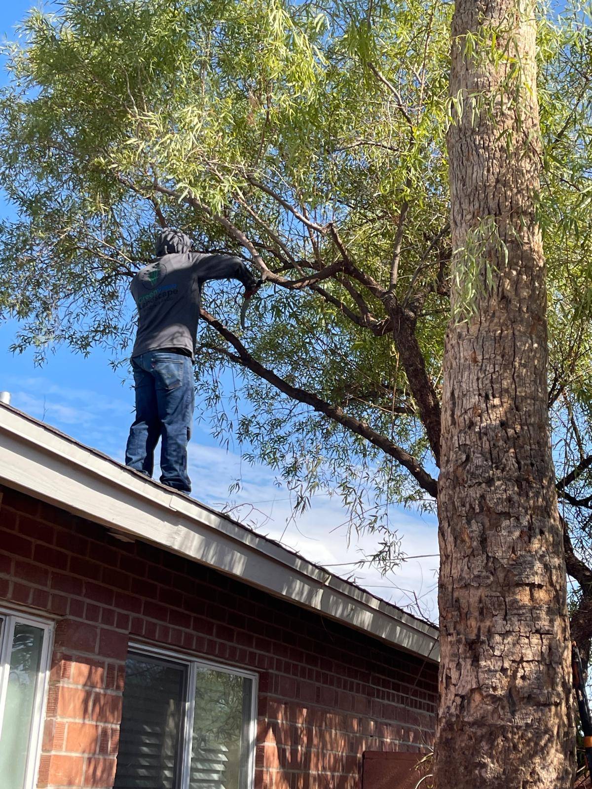 Crew member trimming a tree from the roof of a house